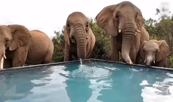 Grupo de elefantes son captados mientras juegan en una piscina