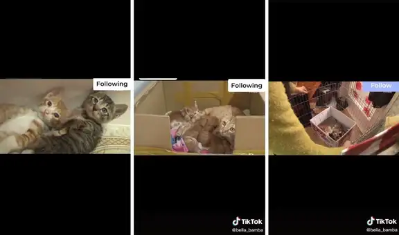 Gatita le ‘roba’ sus cachorros a otra gata de la misma casa en la que vive