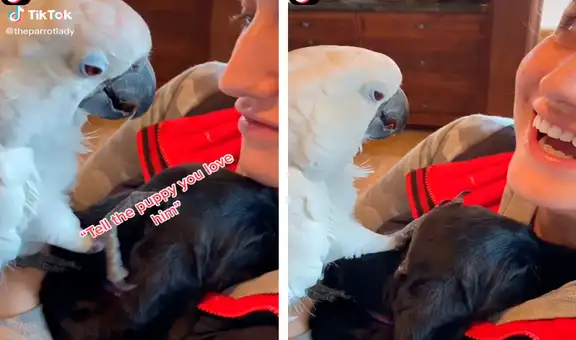 Cacatúa recibe a su nuevo ‘compañero’ mientras le dice: “Te amo”