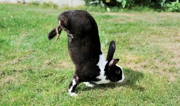 Mutación genética causa que los conejos corran sobre sus patas delanteras
