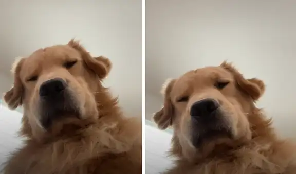 Revisa su celular y encuentra un video que su perro grabó de casualidad