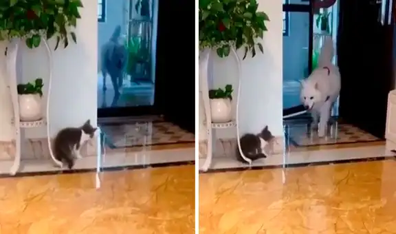 Gato se esconde y ‘asusta’ a perro que había salido a pasear con su dueño