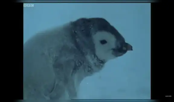 Pingüino bebé busca nueva madre en medio del frío