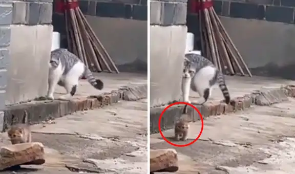 Gatita hace de todo para que su bebé no se escape, pero falla en el intento