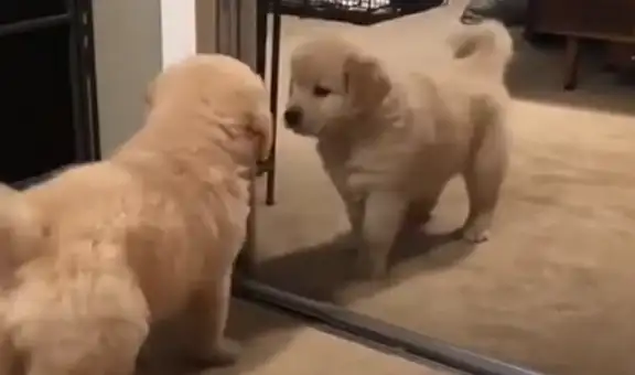 Perro mira su propio reflejo en el espejo y su reacción desata risas