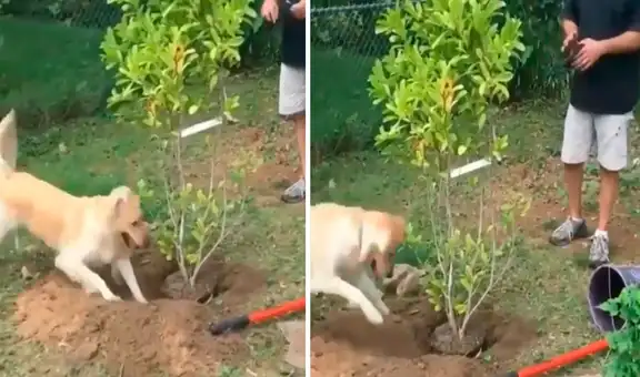 Perro ‘ayuda’ a su dueño a sembrar un árbol en su patio 