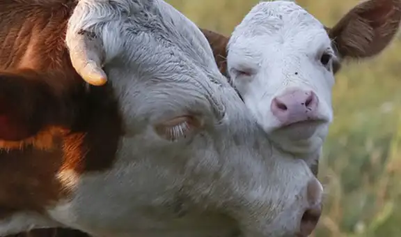 Ganaderos tendrán seguro de vida para sus vacas