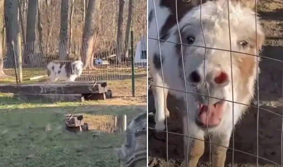 Burro tiene tierna reacción al reencontrarse con la mujer que lo cuidó
