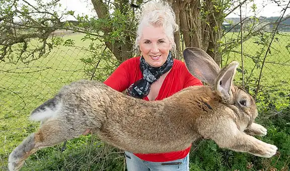 Denuncian el robo del ‘conejo más grande del mundo’ en Reino Unido