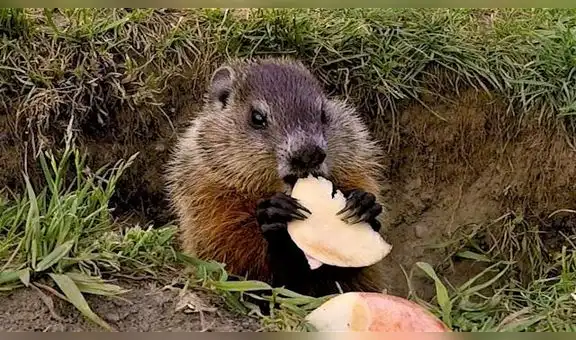 Bebé marmota es asustado por gaviota mientras come una manzana