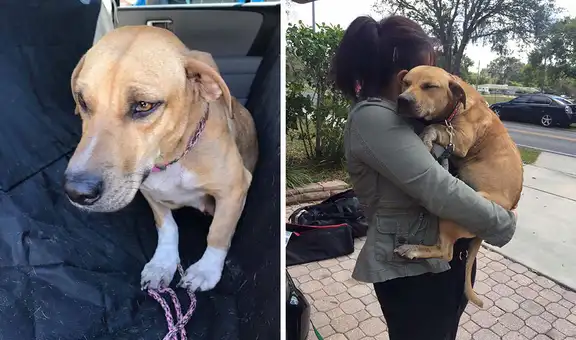 Joven rescata a perrita de la calle y esta le agradece con un ‘abrazo’