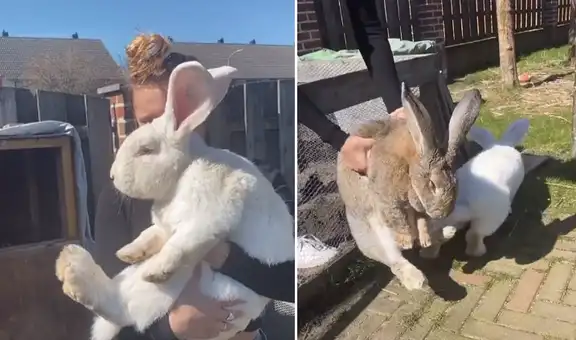 Mujer comparte video de sus conejos que tienen un particular tamaño