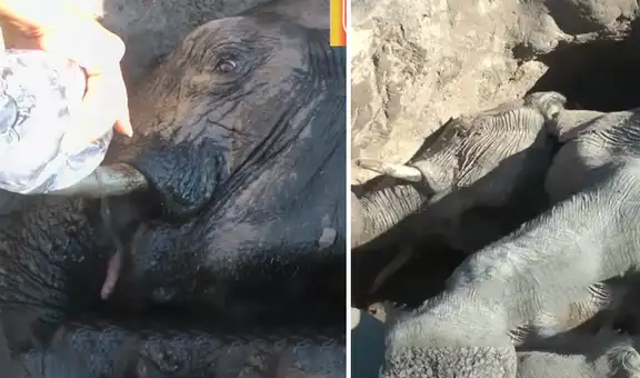 Turistas salvan la vida de elefante que terminó atrapado en la arena