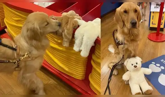 Tierno perro elige un oso de peluche para su amigo