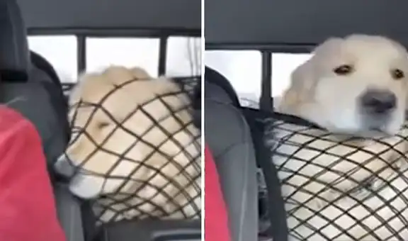 Mujer usa malla para cubrir a su perro y evitar que haga desorden en su auto