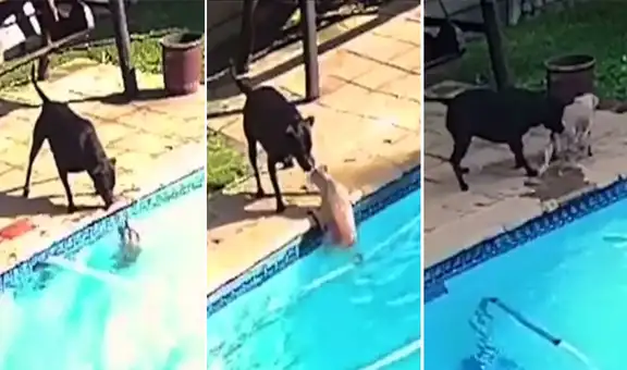 Cachorro cae por error a la piscina y su ‘amigo’ corre a rescatarlo