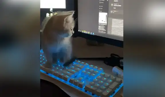 Gato se sienta en el teclado y se ‘asombra’ al ver lo que puede ‘escribir’