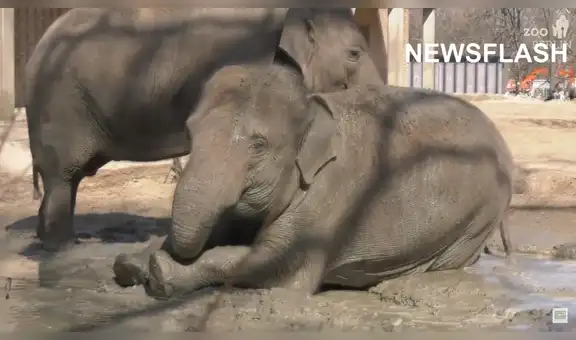 Tres elefantes disfrutan de un tratamiento de baño en barro para la piel