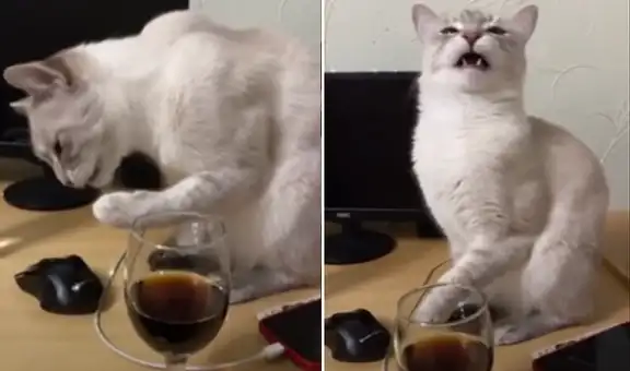 Mujer deja que su gato pruebe Coca-Cola y este tiene divertida reacción