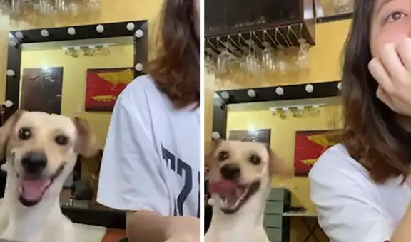 Perro ve a su dueña en teletrabajo y hace de todo para llamar su atención