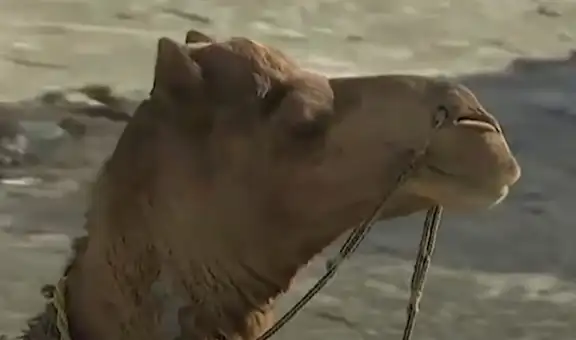 Roshan, el camello que lleva libros a niños en Pakistán