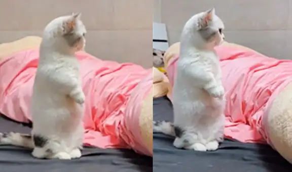 Tierno gato sorprende en las redes con inusual pose ‘humana’
