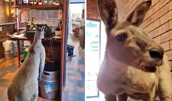 Matt, el canguro que ingresa todos los días a un bar como si fuera un cliente