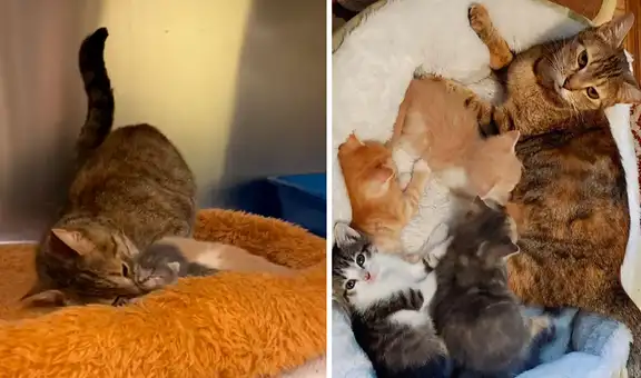 Gatita se reencuentra con sus crías luego de ser rescatada de la calle