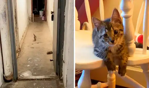 Joven encuentra gatito en los exteriores de su edificio y decide adoptarlo