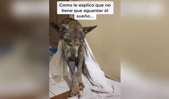 Perro adoptado ‘cree’ que aún vive en la calle y tiene miedo de dormirse