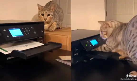 Hombre graba a su gato mientras protagoniza inusual ‘pelea’ con la impresora