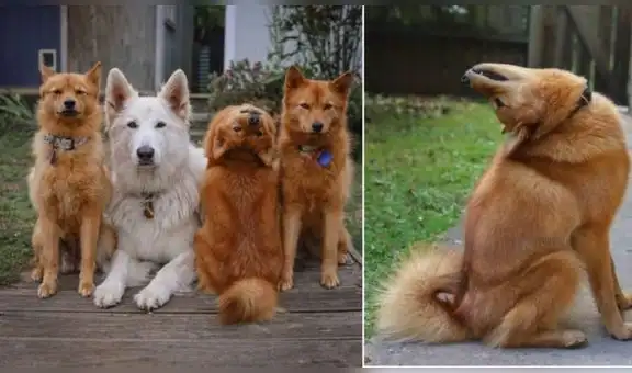 Perro gira la cabeza como El exorcista cuando le dicen “demonio”