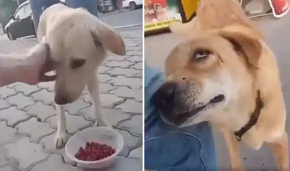 Joven reparte comida a perros sin hogar y estos ‘agradecen’ con tierno gesto