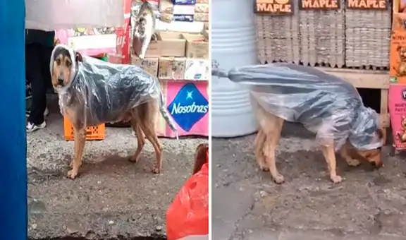 Hombre crea curioso impermeable para que su perro no sufra por las lluvias