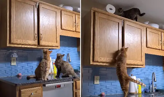 Gato imita el salto de su ‘amigo’ para atrapar un juguete, pero cae al piso