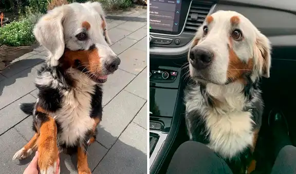 Fanny, la perrita con afección a la piel cuyo pelo se torna blanco