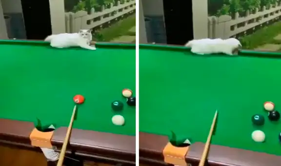 Gato ‘ayuda’ a su dueño a ganar una partida de billar