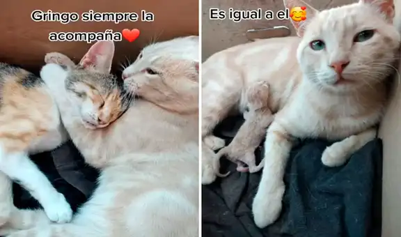 Gatito acaricia a su ‘pareja’ luego de que esta diera a luz a sus crías
