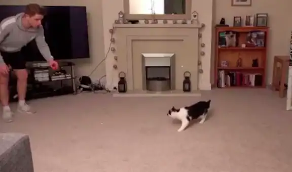 Gato asombra en redes por su destreza como ‘portero de fútbol’