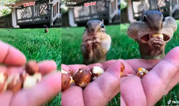 Ardilla sorprende al almacenar una gran cantidad de bellotas en su boca 