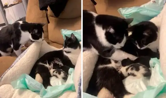 Gato se acerca a su ‘pareja’ que acaba de dar a luz y conoce a sus crías