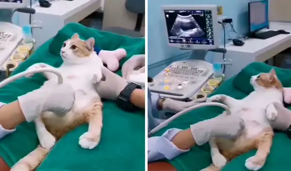 Llevan a su gata preñada al veterinario para que le hagan un ultrasonido 