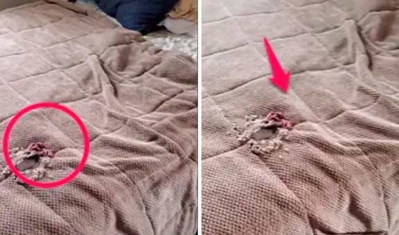 Regresó de vacaciones y se sorprendió al ver un nido de ratas en su cama