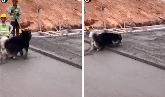 Travieso perro camina sobre cemento fresco y arruina trabajo de obreros 