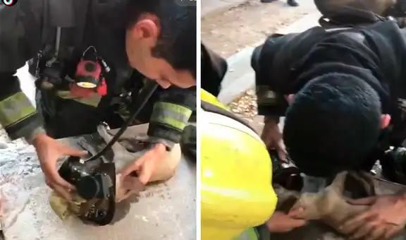 Bombero le coloca su máscara de oxígeno a perrito rescatado de incendio