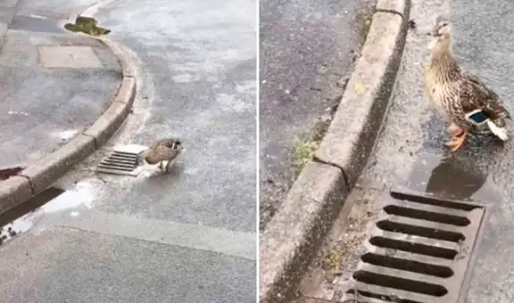 Patitos caen a desagüe y su madre no se separa de ellos hasta que llega ayuda