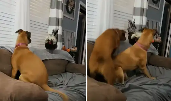Perros y gallo protagonizan curiosa ‘batalla’ por quedarse en el sillón