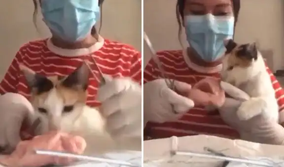 Estudiante de medicina hace sus prácticas online y su gato comete travesura