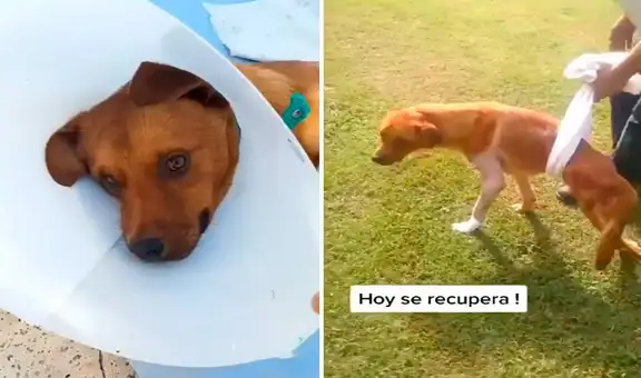 Rescatan perrito que fue atropellado y lo ayudan para lograr su recuperación  