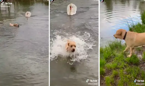 Perro huye rápidamente de un lago tras ser perseguido por enfurecido cisne
